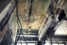 Mold Documentation for Insurance Claims in Oran, MO